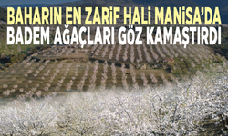 Baharın en zarif hali Manisa’da... Badem ağaçları göz kamaştırdı