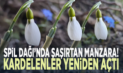 Spil Dağı’nda şaşırtan manzara! Kardelenler yeniden açtı