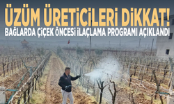 Üzüm üreticileri dikkat! Bağlarda çiçek öncesi ilaçlama programı açıklandı