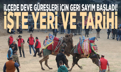 İlçede deve güreşleri için geri sayım başladı! İşte yeri ve tarihi