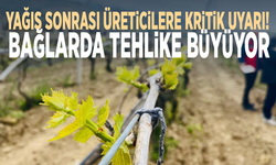 Yağış sonrası üreticilere kritik uyarı! Bağlarda tehlike büyüyor