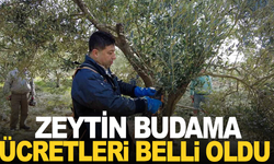 Manisa'da zeytin budama ücretleri belli oldu