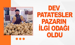 Dev patatesler pazarın ilgi odağı oldu