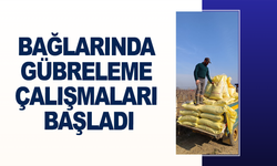 Sarıgöl bağlarında gübreleme çalışmaları başladı