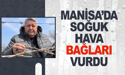 Manisa'da soğuk hava bağlara zarar verdi
