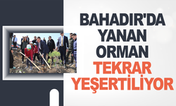 BAHADIR'DA YANAN ORMAN TEKRAR YEŞERTİLİYOR