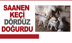 Süt rekortmeni Saanen keçiden dördüz doğum