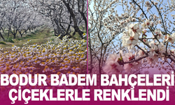 İlçede Doğanın Uyanışı: Badem ve Papatya Cümbüşü