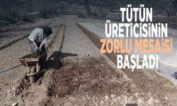 Tütün üreticisinin zorlu mesaisi başladı