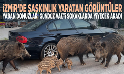 İzmir’de şaşkınlık yaratan görüntüler: Yaban domuzları gündüz vakti sokaklarda yiyecek aradı
