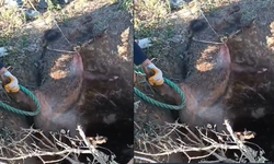 Düştüğü çukurda mahsur kalan yaban domuzunu vatandaşlar kurtardı