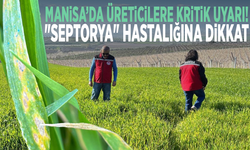 Manisa’da üreticilere kritik uyarı! "Septorya" hastalığına dikkat