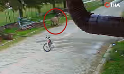 Ege’de korku dolu anlar! Saldırgan eşek 5 yaşındaki çocuğa kabusu yaşattı