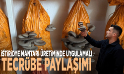 İstiridye mantarı üretiminde uygulamalı tecrübe paylaşımı