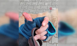 Başıboş pitbull, vatandaş ile köpeğine dehşeti yaşattı