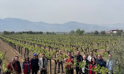 Türkiye’de ilk kez “Birlikte Kontrollü-Kaliteli-Kalıntısız Bağcılık” projesi hayata geçirildi