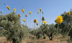 Doğaseverlerden Tülüşah için "acil koruma" çağrısı