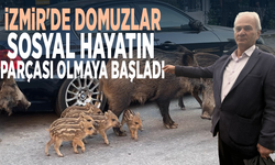 İzmir'de domuzlar sosyal hayatın parçası olmaya başladı