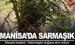 Manisa'da sarmaşık mesaisi başladı: Vatandaşlar doğaya akın etti