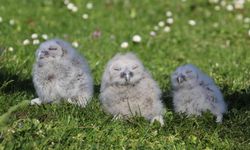 Baykuş ile çiftçinin 20 yıllık dostluğu: Her yıl aynı serendisine yuvalıyor