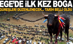 Ege'de boğa güreşi için geri sayım başladı
