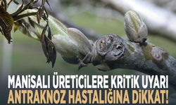 Manisalı üreticilere kritik uyarı: Antraknoz hastalığına dikkat!