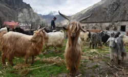 Bu keçiler ölmüyor: Yozgatlı çobanın şaşırtan yöntemi