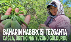 Baharın habercisi tezgâhta... Çağla üreticinin yüzünü güldürdü