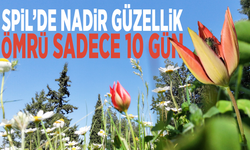 Spil’de nadir güzellik... Ömrü sadece 10 gün