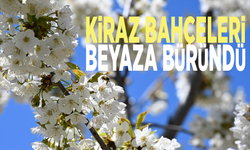 Kiraz bahçeleri beyaza büründü