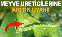 Manisa'da erik, kayısı, badem ve şeftali üreticileri dikkat!