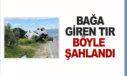 Bağa giren tır böyle şahlandı