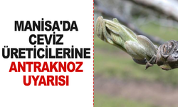 Manisa'da Ceviz Üreticilerine Antraknoz Uyarısı