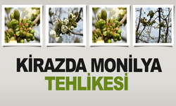 Kirazda Monilya Tehlikesi