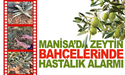 Halkalı Leke Tehlikesi: Zeytin İçin Kritik Süreç
