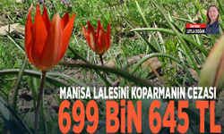 MANİSA LALESİNİ KOPARMANIN CEZASI 699 BİN 645 TL