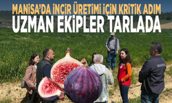 Manisa’da incir üretimi için kritik adım.. Uzman ekipler tarlada