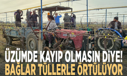 Üzümde kayıp olmasın diye! Bağlar tüllerle örtülüyor