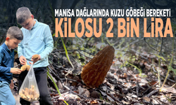 Manisa dağlarında kuzu göbeği bereketi... Kilosu 2 bin lira