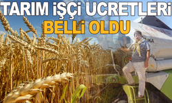 Oda başkanı duyurdu: Manisa'da tarım işçi ücretleri belli oldu