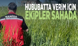 Hububatta verim için ekipler sahada