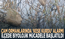 Çam ormanlarında 'Kese kurdu' alarmı: İlçede biyolojik ve mekanik mücadele başlatıldı