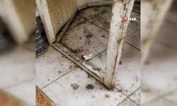 Hatay'da mide bulandıran görüntüler