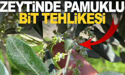 Manisa'da zeytin üreticilerine pamuklu bit zararlısına karşı uyarıldı