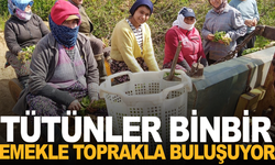 Manisa'da tütün mesaisi başladı