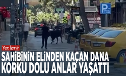 Sahibinin elinden kaçan dana korku dolu anlar yaşattı