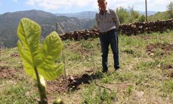 Manisa’yı örnek aldı, Çorum'da ilk incir bahçesi kurdu