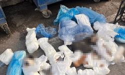 Başsavcılığın itirazı üzerine serbest kalan veteriner hekim yeniden gözaltına alındı