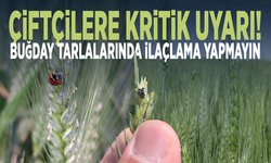 Çiftçilere kritik uyarı! Buğday tarlalarında ilaçlama yapmayın