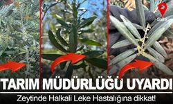 Tarım ve Orman Müdürlüğü uyardı: Zeytin üreticileri dikkat!